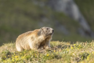 One adult Alpine Marmot, Marmota marmota, sitting on green grass. Grossglockner high alpine road,