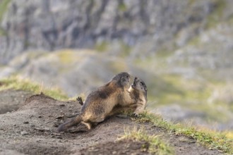 Two young Alpine Marmots, Marmota marmota, play fighting. A mountain wall in the distant background