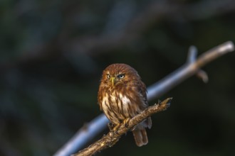 One East Brazilian pygmy owl (Glaucidium minutissimum), also known as least pygmy-owl or Sick's