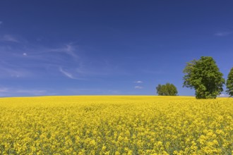 Flowering field of Rapeseed (Brassica napus) on a sunny day with blue sky, green trees and some