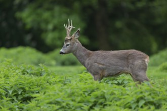 One male Roe Deer, Roe buck (Capreolus capreolus), standing in a thicket of stinging nettle. Some