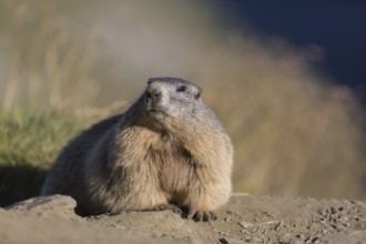 One adult Alpine Marmot, Marmota marmota, resting on a rim of a soil, observing his surrounding