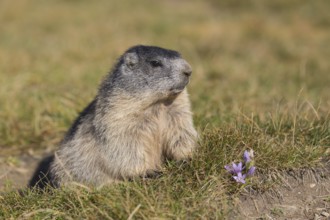 One adult Alpine Marmot, Marmota marmota, sitting in green grass in late light