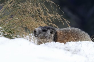 One adult Alpine Marmot, Marmota marmota, resting in snow