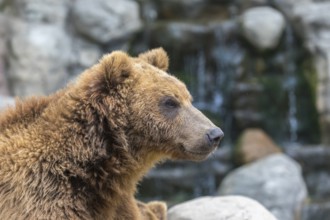 One Kamchatka brown bear (Ursus arctos piscator), portrait