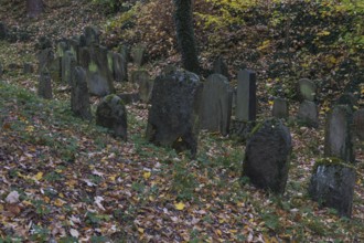 Moss covered tombstones on the old jewish cemetery in Chodova Plana, Czech Republic, from the 15th