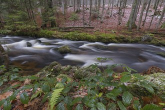 Kleine Ohe creek below Waldhaeuser village in the Bavarian Forest Nationalpark. Flowing water and