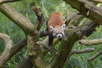 One red panda, Ailurus fulgens, walking over a branch of a dead tree. Fresh green vegetation in the