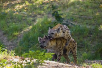 A mating couple of spotted hyena (Crocuta crocuta), or laughing hyena