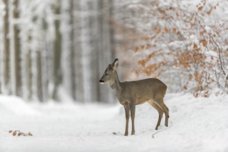 One young male Roe Deer, Roe buck (Capreolus capreolus), walking through a forest in deep snow.