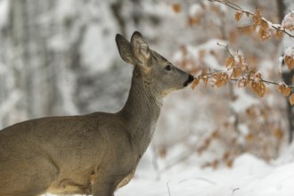 Portrait of a young male Roe Deer, Roe buck (Capreolus capreolus), standing in a forest in deep