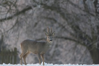 One male Roe Deer, (Capreolus capreolus), walking over a snowy meadow. Snow covered trees in the