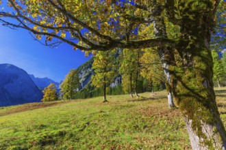 Nature conservancy area Grosser Ahornboden. Sycamore maple trees, Acer pseudoplatanus, in autumn.