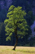 Nature conservancy area Grosser Ahornboden. Sycamore maple trees, Acer pseudoplatanus, in summer.