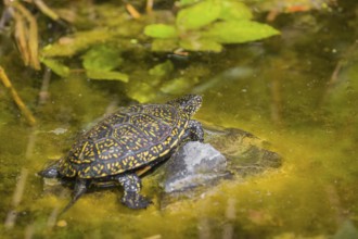 A European pond turtle (Emys orbicularis), rests on a stone lying in a pond