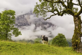 A cow stands under a Sycamore maple tree, Acer pseudoplatanus, in summertime. Mountains in the