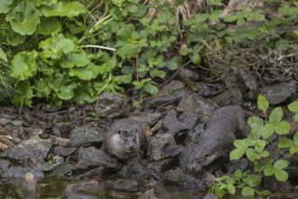 Two Eurasian otter (Lutra lutra), standing on a the rocks of a stream bed, looking for food. Green