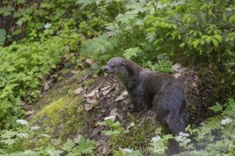 One Eurasian otter (Lutra lutra), resting on a mossy rock. Green vegetation and rocks around him