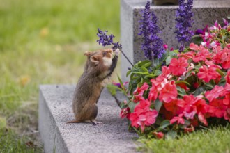 A European hamster (Cricetus cricetus), Eurasian hamster, black-bellied hamster or common hamster,