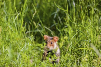 A European hamster (Cricetus cricetus), Eurasian hamster, black-bellied hamster or common hamster,