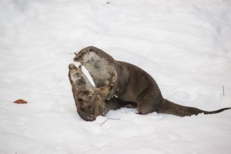 Two adult otters (Lutra lutra) playing together in snowy hilly terrain