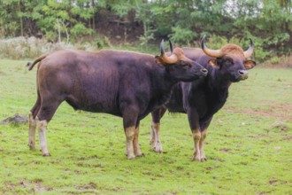 Two Gaur (Bos gaurus gaurus) stand on a green meadow, one grooms the other one