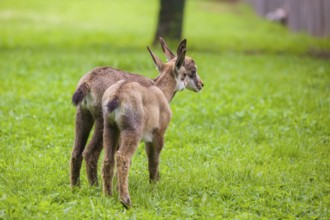 Two young Chamois (Rupicapra rupicapra) stand on a fresh green meadow