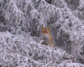 Red fox (Vulpes vulpes), seeking shelter on a hazy, foggy winter day under branches on a spruce