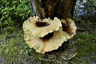 Dryad's saddle or dryad's saddle (Cerioporus squamosus, syn. Polyporus squamosus), on dead wood,