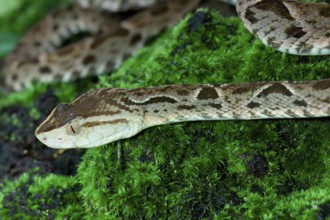 Fer de Lance (Bothrops lanceolatus) laying on moss, Costa Rica, Central America