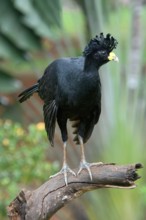 Male Great Curassow (Crax rubra) perched on a branch, Costa Rica, Central America