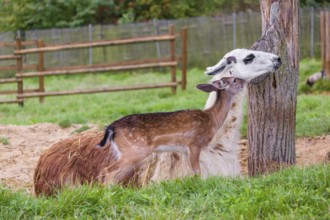 A female Llama (Lama guama) and a Red deer calf (Cervus elaphus) being friends