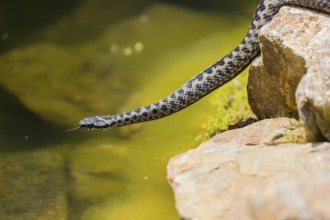 One Vipera berus, the common European adder or common European viper, creeps over moss and rocks