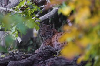 A Eurasian lynx, (Lynx lynx) hides in dense vegetation