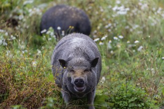 Two Minipigs, Sus scrofa domesticus, standing in a flowering meadow