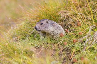 A young Alpine Marmot, Marmota marmota, sits in front of his den on green grass