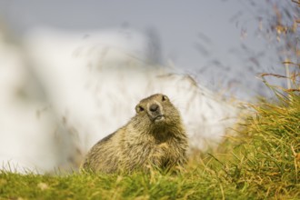 A young Alpine Marmot, Marmota marmota, rests on a grassy rim. Snow covered mountains are in the