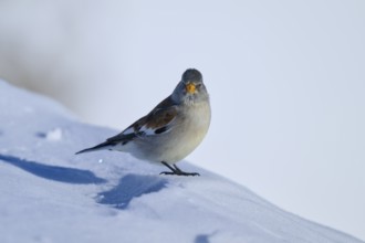 Snowfinch (Montifringilla nivalis), looking directly into the camera, surrounded by snow, Gemmi