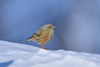 Alpine accentor (Prunella collaris), standing on snow with a bluish background, Gemmi Pass,