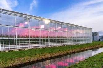 Large greenhouses for cucumbers and strawberries, over 10 hectares, the plants are artificially