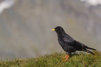 One young Alpine chough or yellow-billed chough (Pyrrhocorax graculus) stands on grass covered