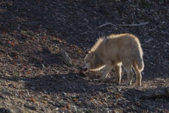 One adult Arctic wolf (Canis lupus arctos) standing in a forest on hilly ground. Backlit condition.