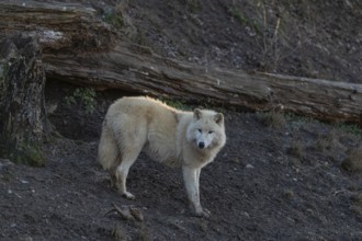 One adult Arctic wolf (Canis lupus arctos) standing in a forest on hilly ground. Backlit condition