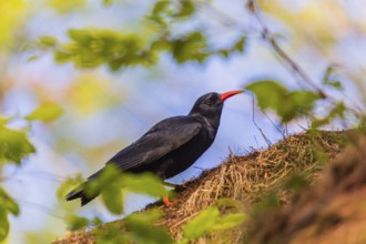 A Red-billed chough, Pyrrhocorax pyrrhocorax stands on a rock looking for food