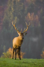 An Altai maral stag, Altai wapiti or Altai elk (Cervus canadensis sibiricus) stands on a meadow in