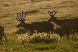 Two male Altai maral, Altai wapiti or Altai elk (Cervus canadensis sibiricus) roaming over a meadow