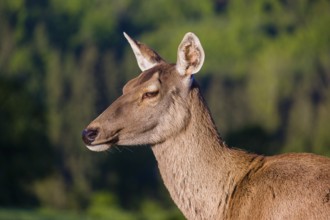 Portrait of a female Altai maral, Altai wapiti or Altai elk (Cervus canadensis sibiricus) in the