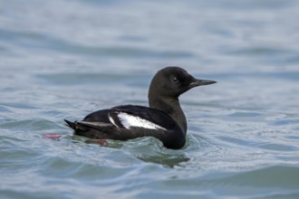 Black guillemot, tystie (Cepphus grylle) in breeding plumage swimming in the Arctic ocean along the