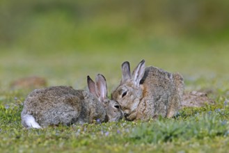 European rabbit, common rabbits (Oryctolagus cuniculus) pair touching noses, asking to be groomed