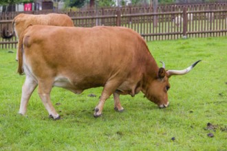 Cachena cattle bull (Bos primigenius taurus), a breed from Portugal and Galicia, Spain, Europe